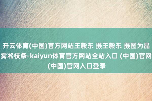 开云体育(中国)官方网站王毅东 摄王毅东 摄图为晶莹晶莹的雾凇枝条-kaiyun体育官方网站全站入口 (中国)官网入口登录